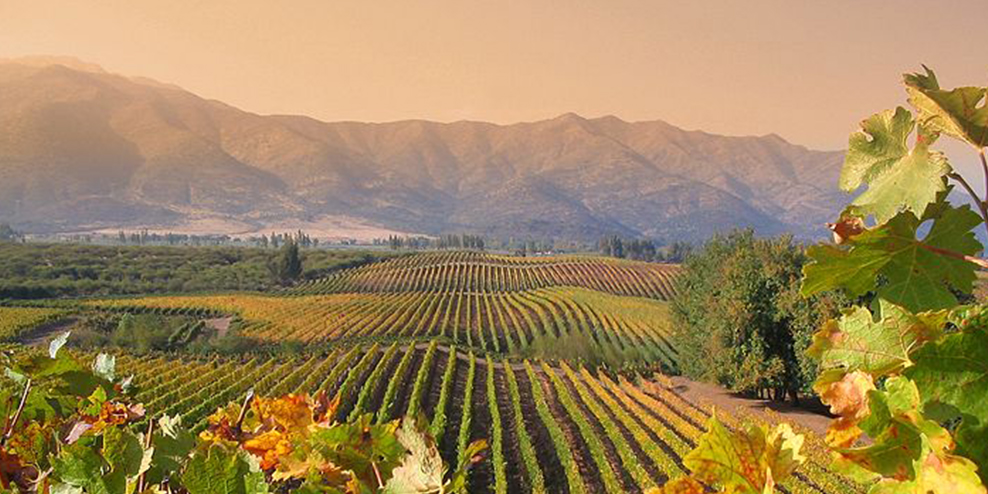 Handpicked Wines Region Central Valley