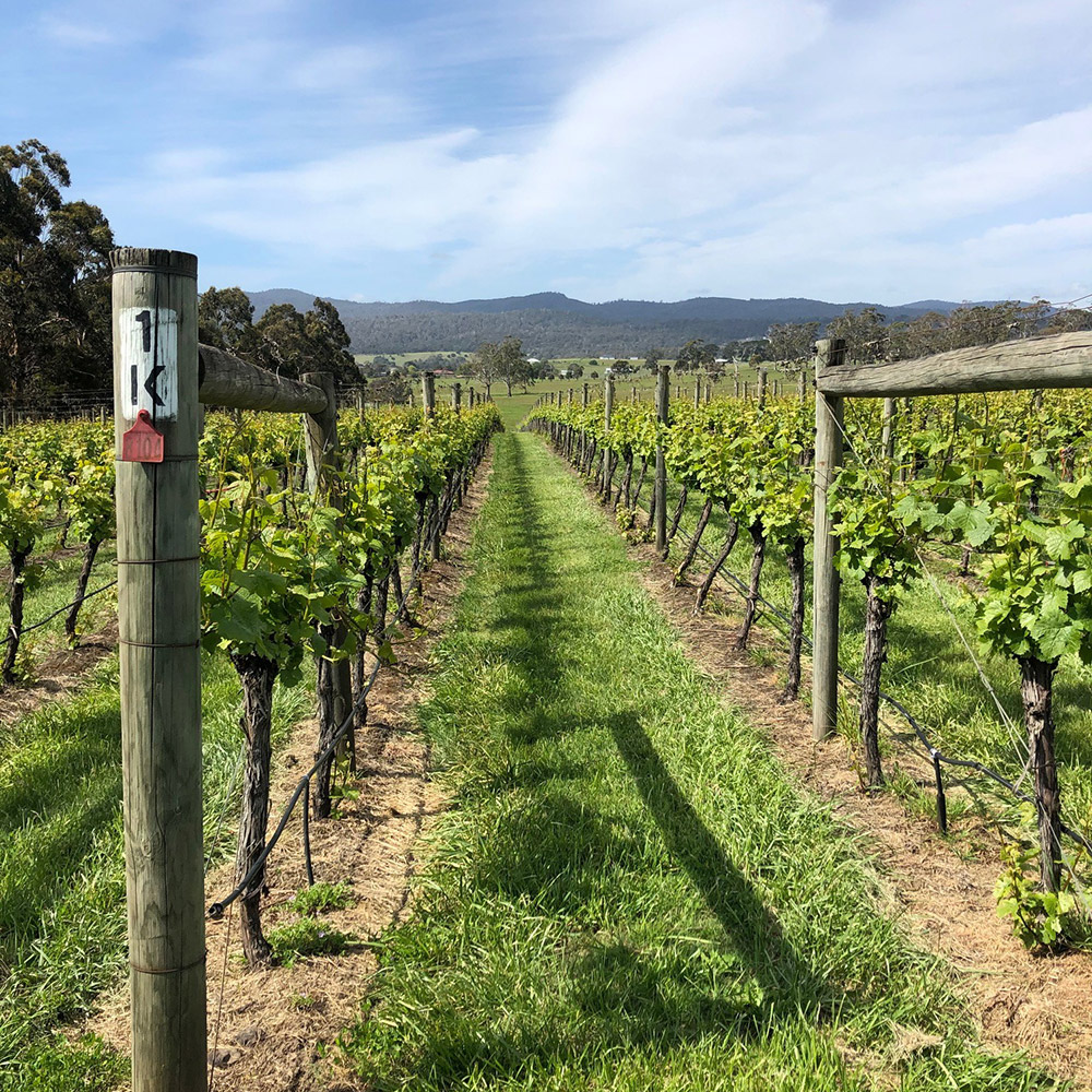 green Vineyard in australia